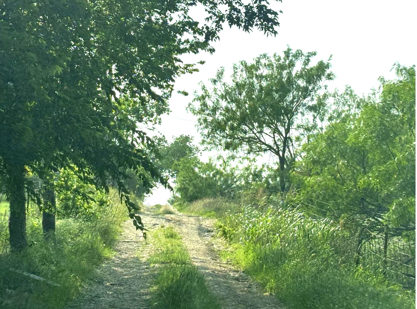 Tree-lined rural access route at Still Haven showing mature trees.