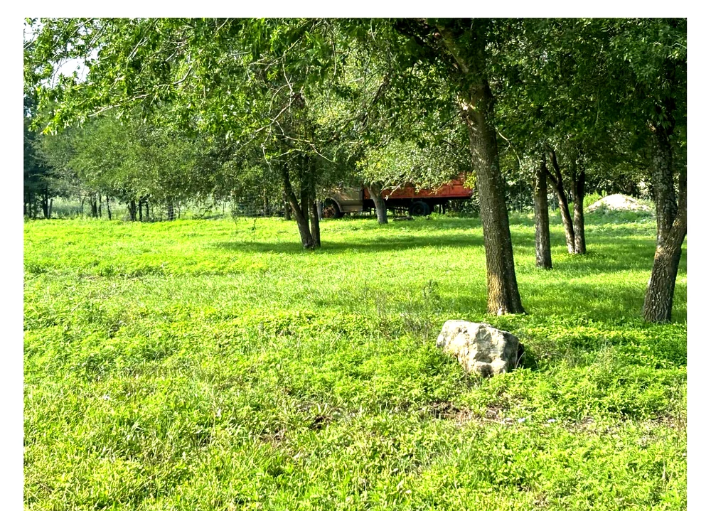 Mature orchard trees and lush green grass at Still Haven, near Hutto Texas.