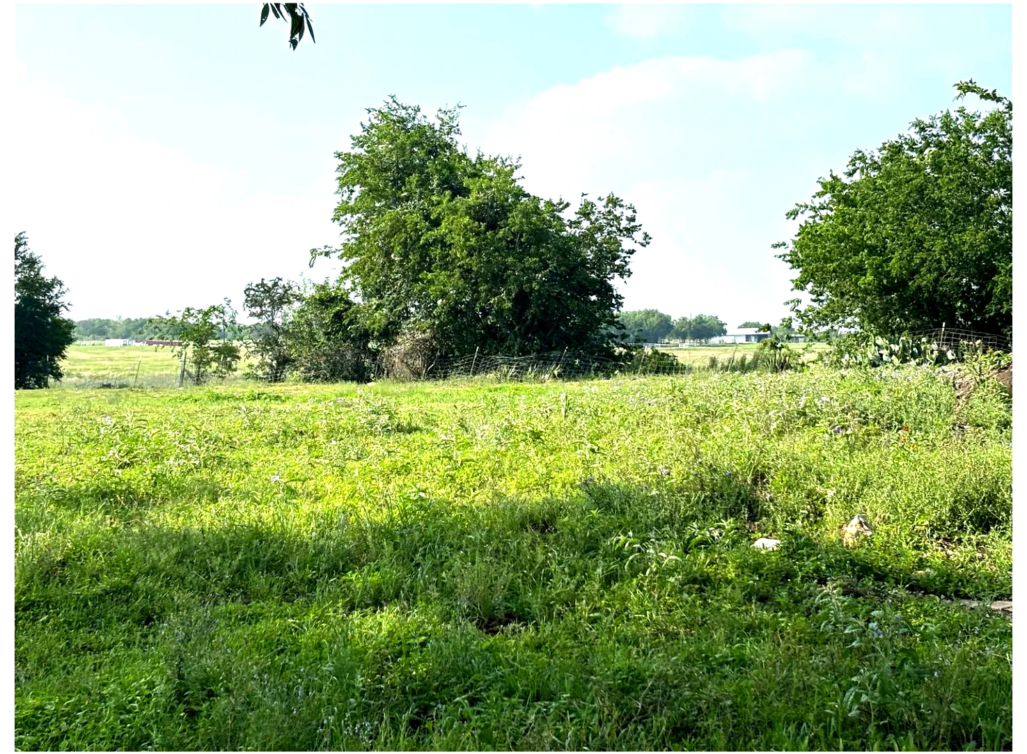 Open green Texas pasture at Still Haven, showing the planned guest experience zone.