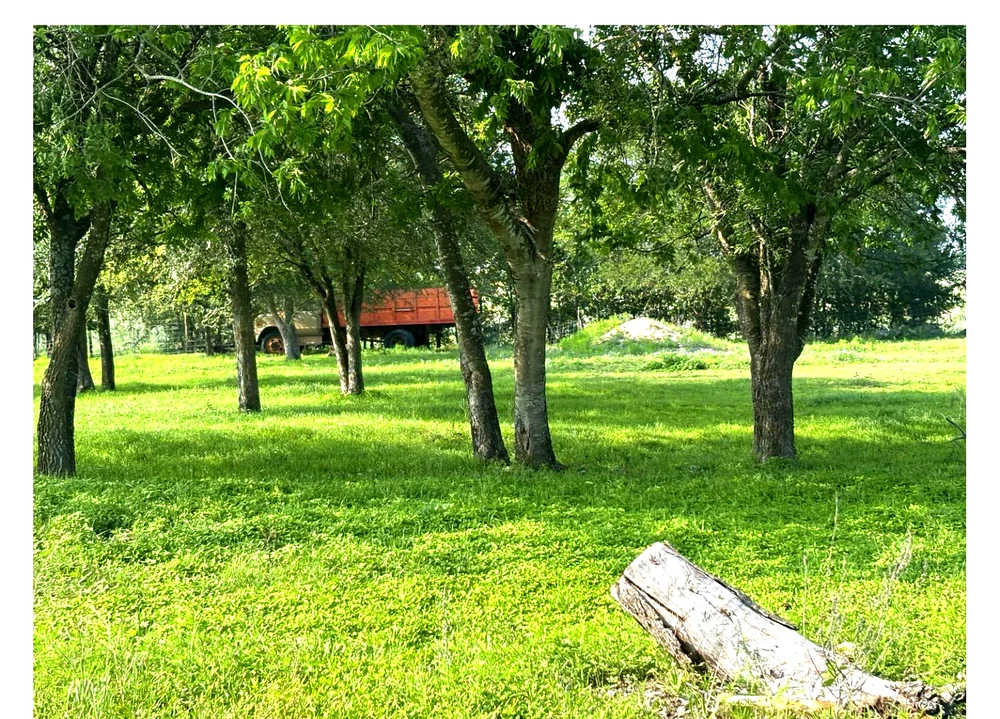 Still Haven silo structure visible through mature orchard trees on the property.