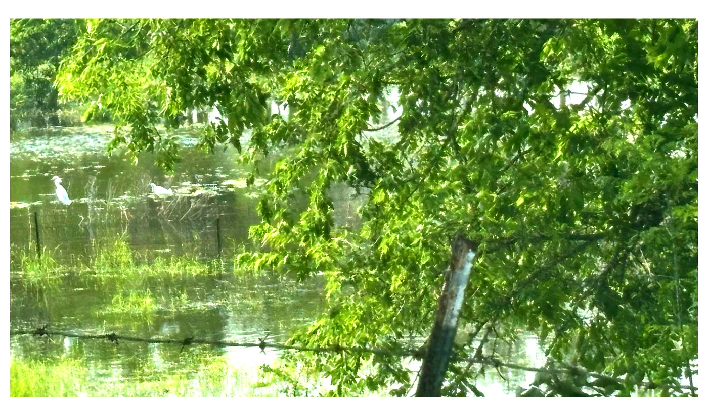 White egret at the natural water feature at Still Haven, showing wildlife and scenic beauty.