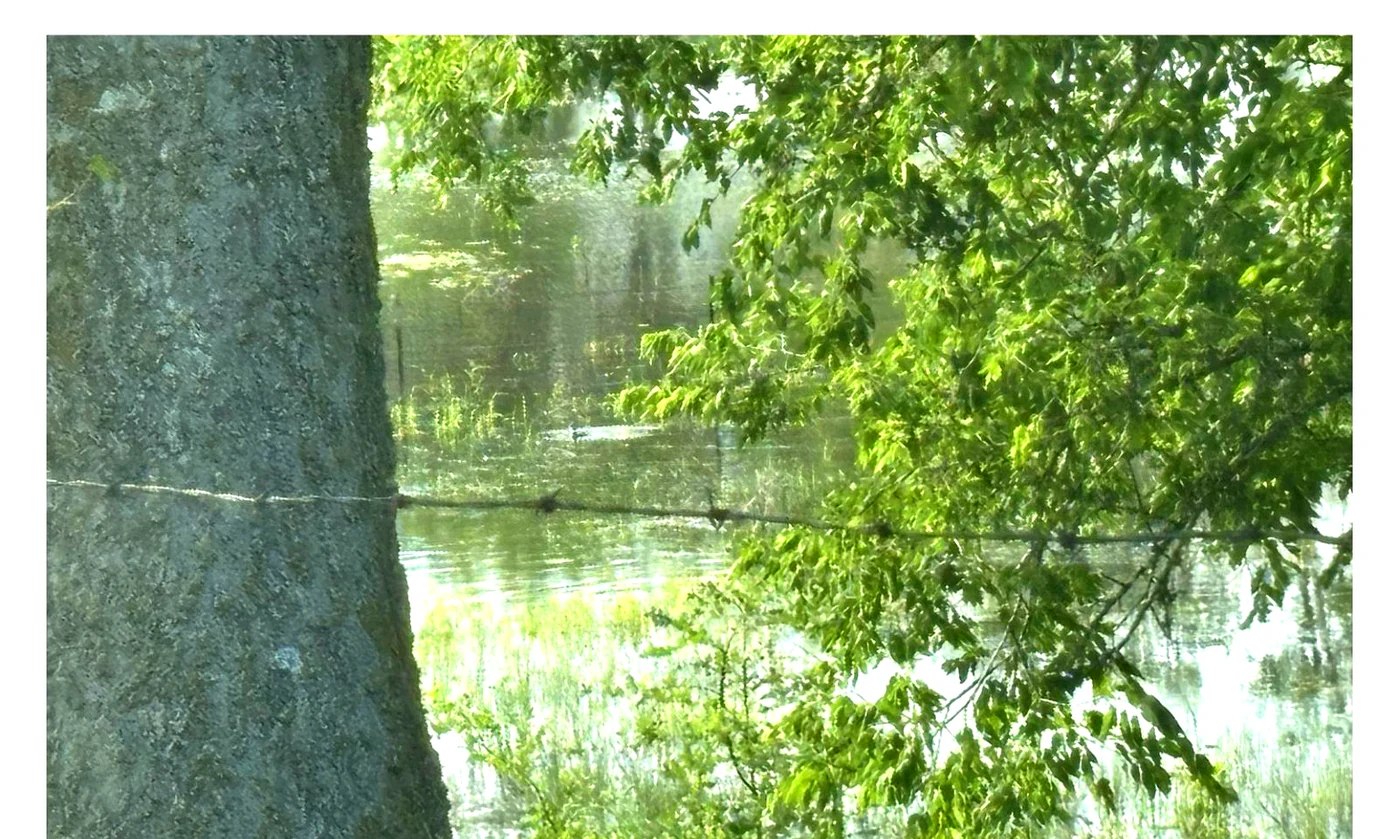 Peaceful water reflection through tree canopy at Still Haven property.